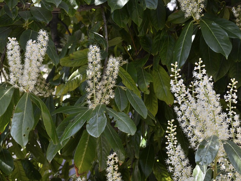 Prunus laurocerasus